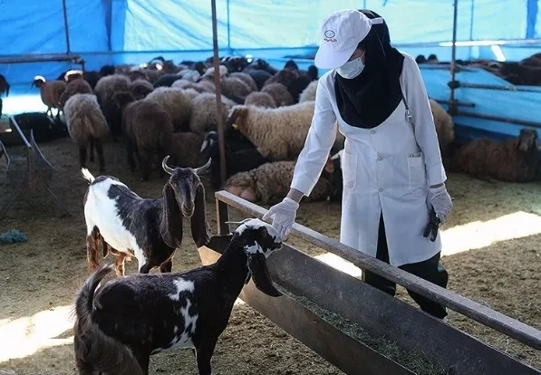 رئیس شورای تامین کنندگان دام کشور