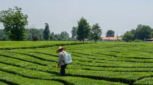 قیمت خرید تضمینی برگ سبز چای اعلام شد