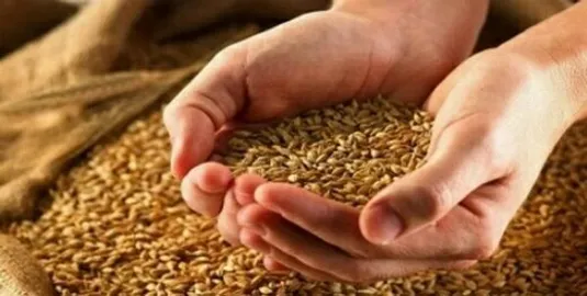 نرخ پیشنهادی خرید تضمینی گندم اعلام شد