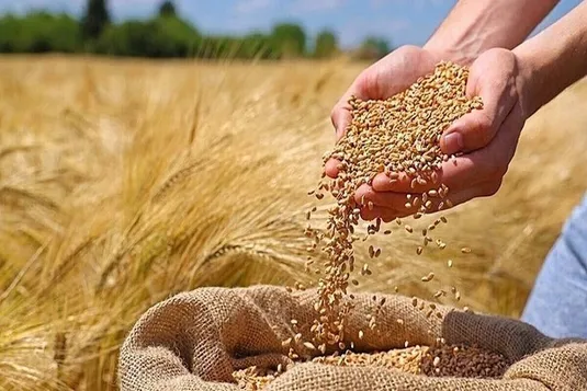 قیمت گندم چقدر گران می&zwnj;شود؟