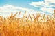واریز ٢٨.٥ همت به حساب گندمکاران
