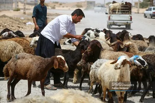 قیمت جدید دام&zwnj;زنده ۲۴ آذرماه ۱۴۰۴ اعلام شد