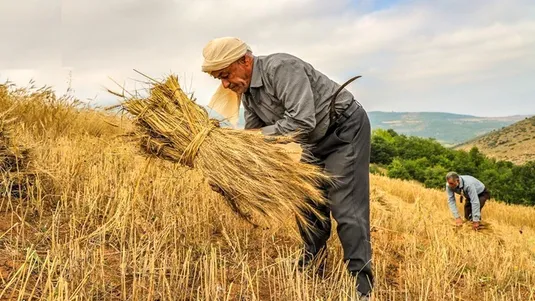 کاهش ۳۰ درصدی ضایعات بخش کشاورزی با اجرای مصوبه الگوی کشت عملیاتی می&zwnj;شود