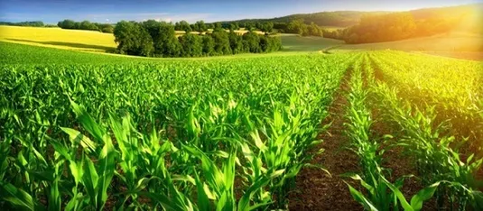 قیمت جهانی محصولات کشاورزی چرا کاهش پیدا کرد؟