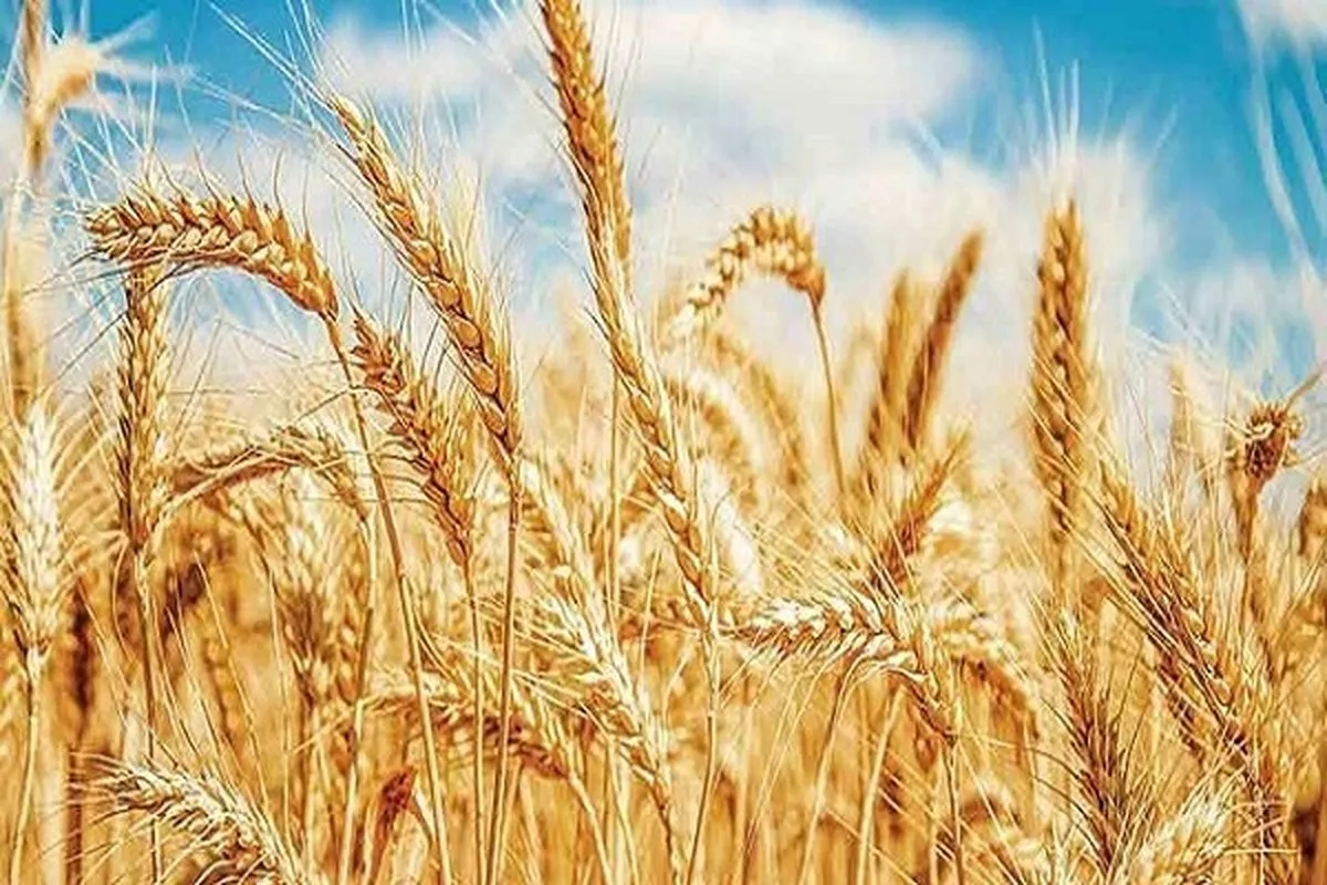 قیمت نهایی خرید تضمینی گندم ابتدای هفته آینده اعلام می‌شود