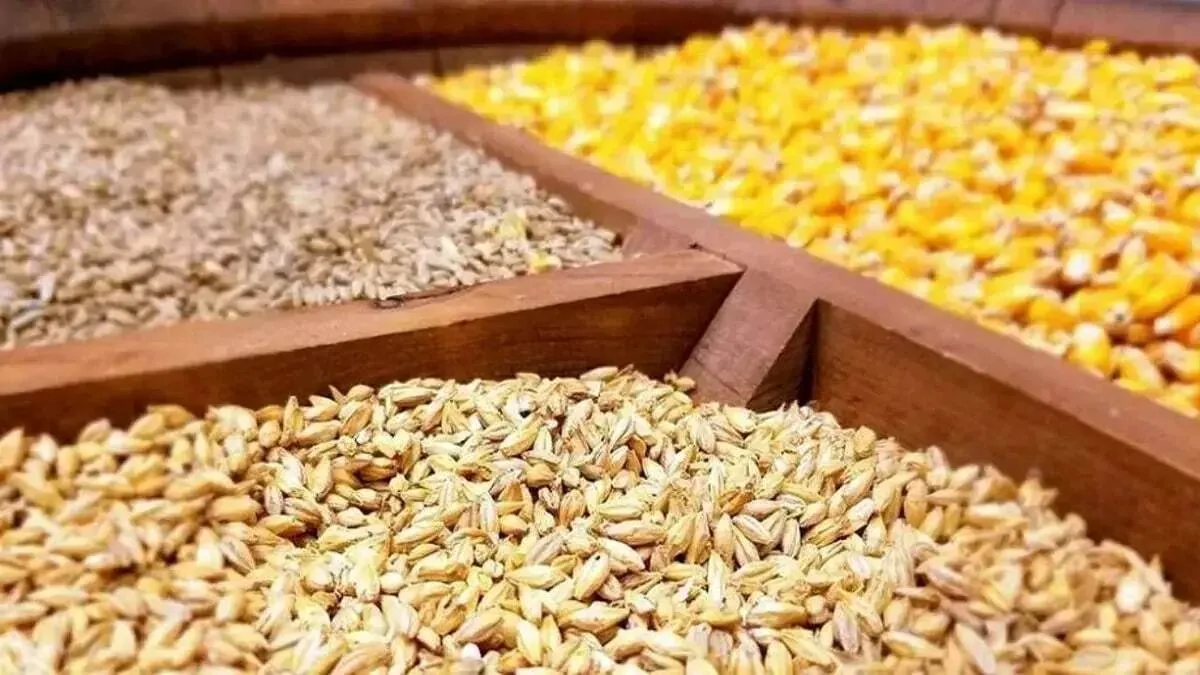 آغاز اجرای مصوبه دولت برای ساماندهی واردات و عرضه نهاده‌های دامی