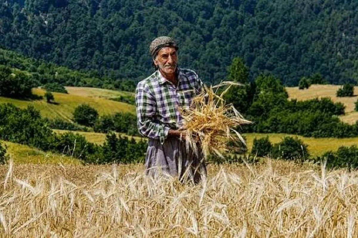 گندمکاران
