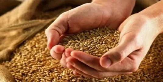 قیمت نهایی گندم بالاخره تعیین شد + جزییات