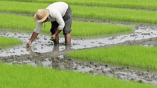 بارش باران&zwnj;های تابستانی آسیبی به شالیزارها وارد کرد؟