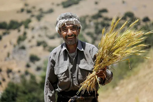 گندمکاران ۱۰۳ همت طلبکار هستند