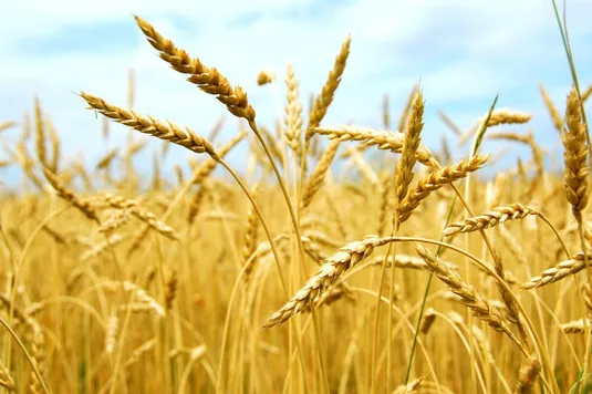 خرید تضمینی گندم به ۱۱ میلیون و و ۹۷۶ هزار تن رسید+ ۵ استان رتبه برتر خرید گندم
