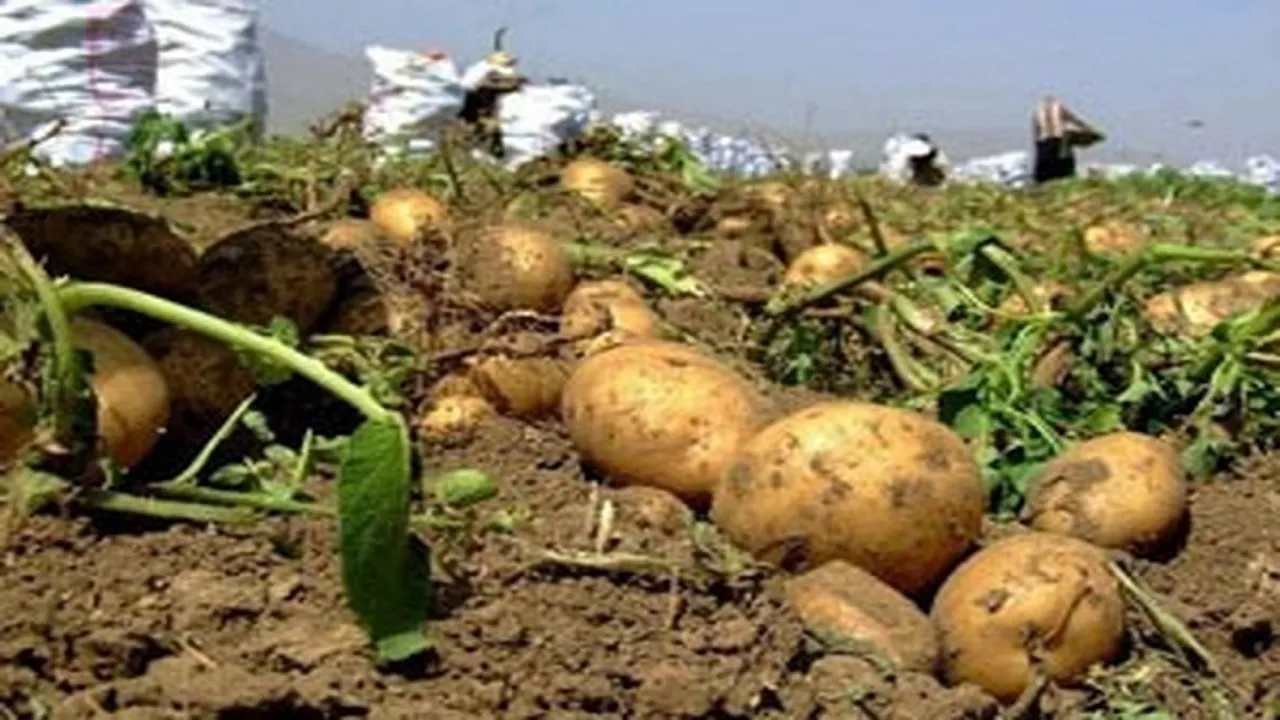   سیب زمینی و پیاز  