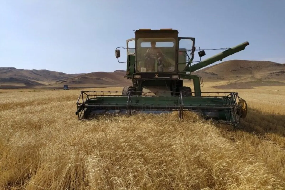 خشکسالی تولید گندم را کاهش داد