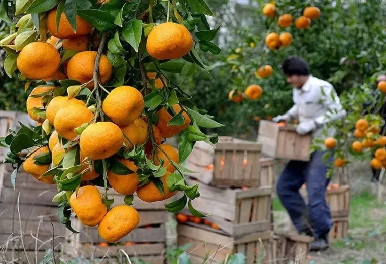 میوه
