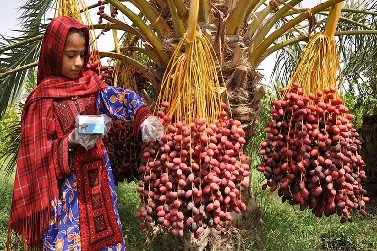 گردش مالی خرما در بازار داخل و صادرات ۱.۵ میلیون دلار است