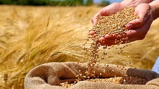 پرداخت ۵۰ درصد مطالبات گندمکاران تا پایان هفته