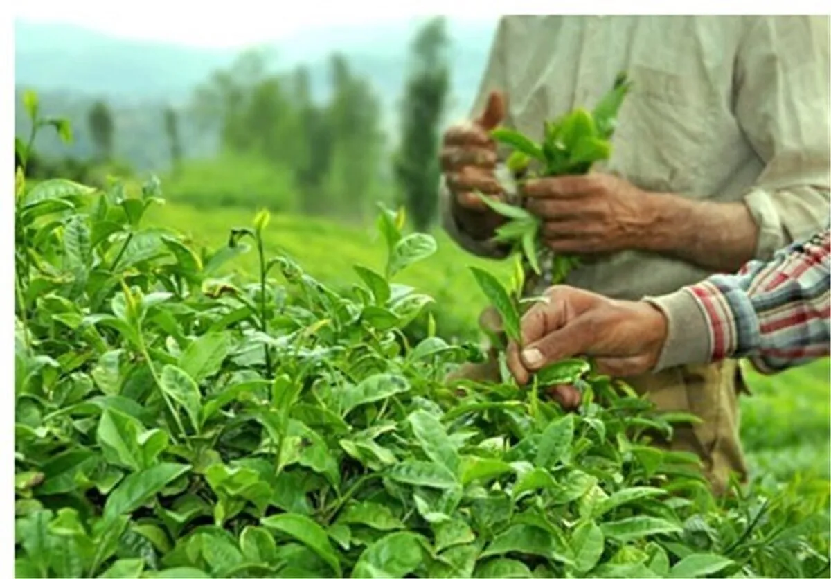 پرونده ۳۱ هزارتن چای سنواتی بسته شد