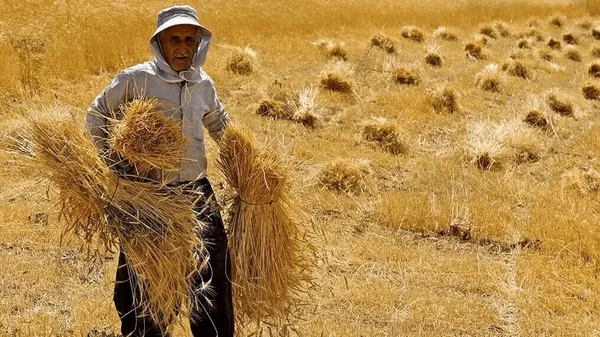 آغاز پرداخت ۵۵ همت جدید از مطالبات گندم‌كاران كشور